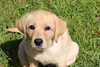 Lab Puppy Image